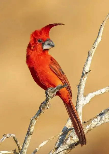 --- 1 Día --- Pasadía en Camarones Flamencos Rosados