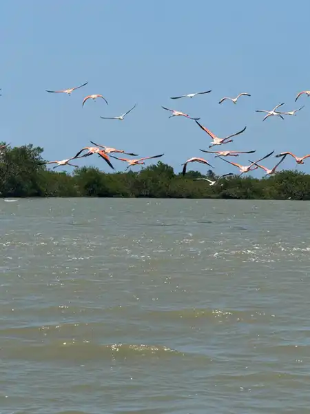 --- 1 Día --- Pasadía en Camarones Flamencos Rosados