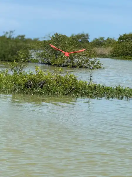 --- 1 Día --- Pasadía en Camarones Flamencos Rosados