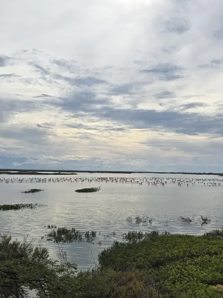 --- 1 Día --- Pasadía en Camarones Flamencos Rosados