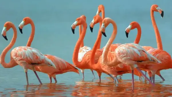 --- 1 Día --- Pasadía en Camarones Flamencos Rosados