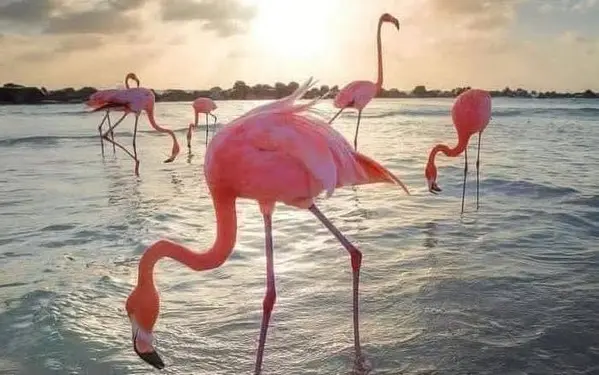 --- 1 Día --- Pasadía en Camarones Flamencos Rosados