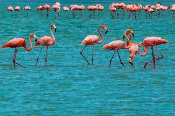 --- 1 Día --- Pasadía en Camarones Flamencos Rosados