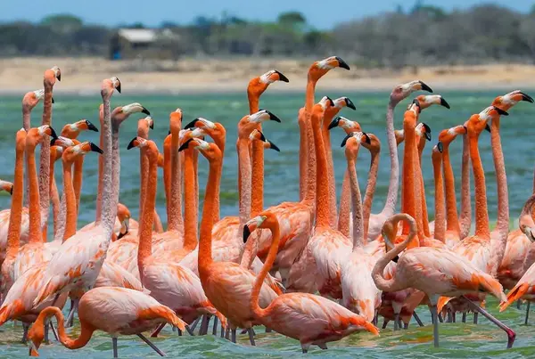 --- 1 Día --- Pasadía en Camarones Flamencos Rosados