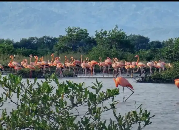 --- 1 Día --- Pasadía en Camarones Flamencos Rosados